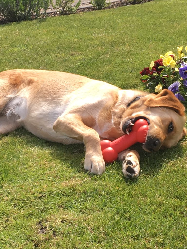 Meet Ida head of mindfulness and wellbeing playing with her toy